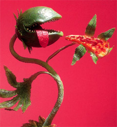 Pianta Carnivora