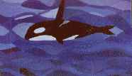 Killer Whale